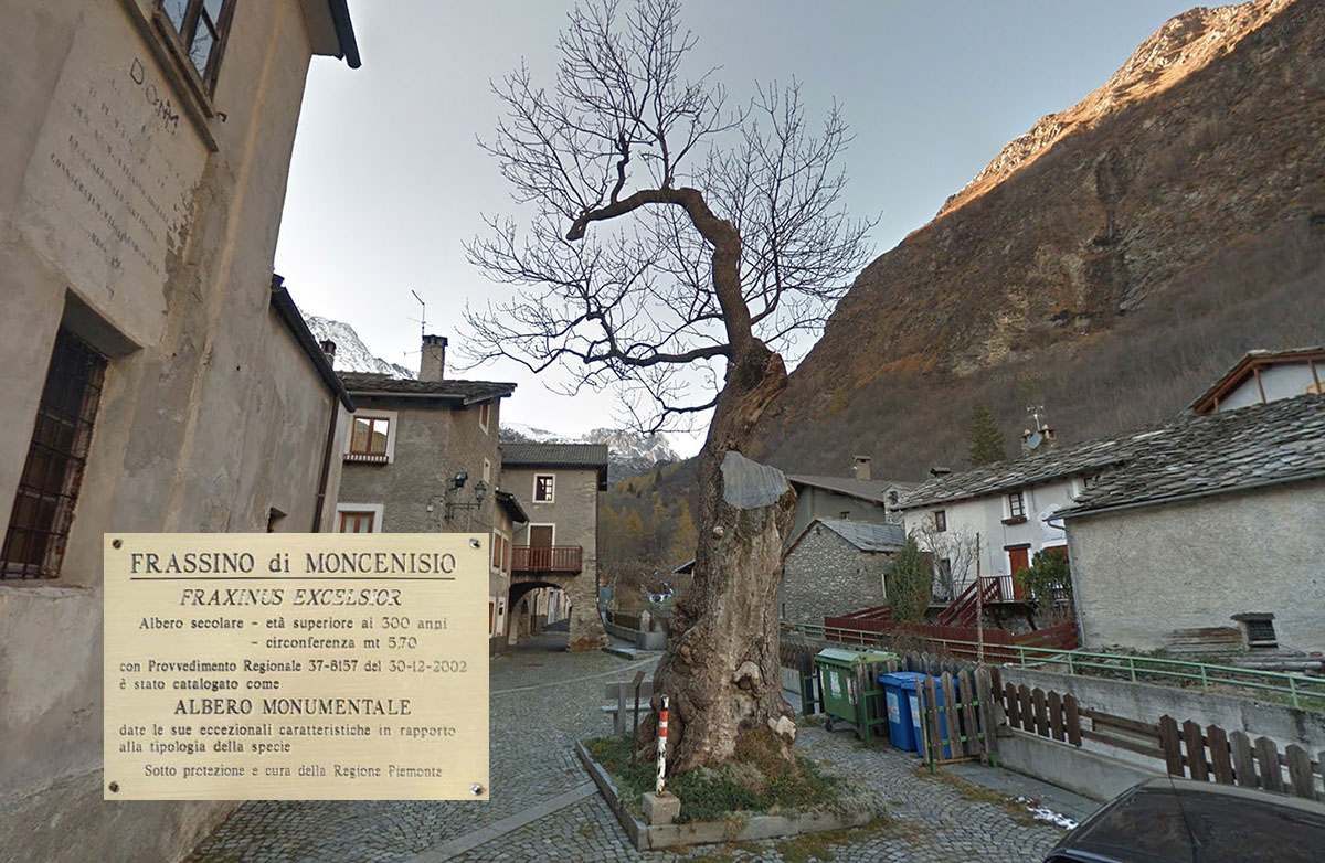 Il frassino monumentale del Moncenisio (da Google Street Wiew) e la targa che lo descrive